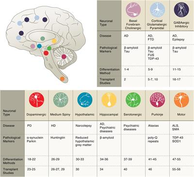 Pluripotent stem cell strategies for rebuilding the human brain
